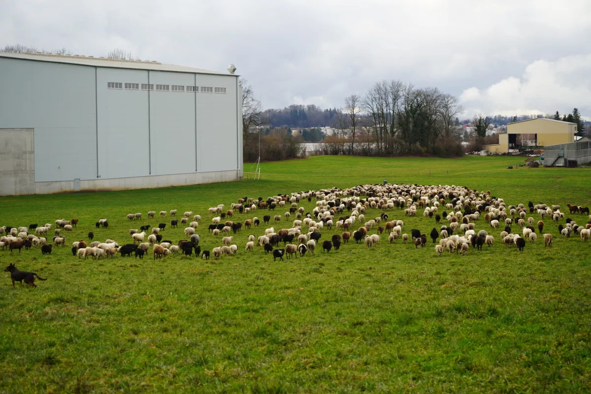 Eine Wanderherde aus dem Thurgau durchkreuzt die Hinwiler Wiesen.